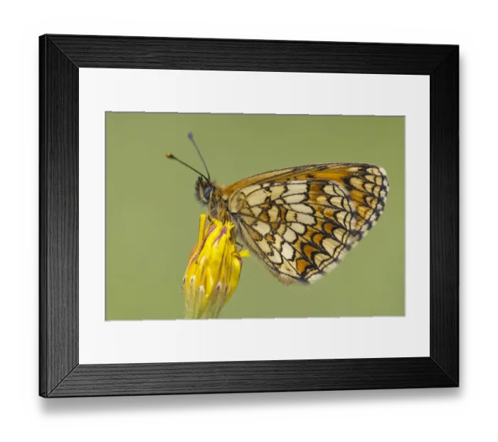 Framed Print : Heath Fritillary -Mellicta athalia-, Burgenland, Austria