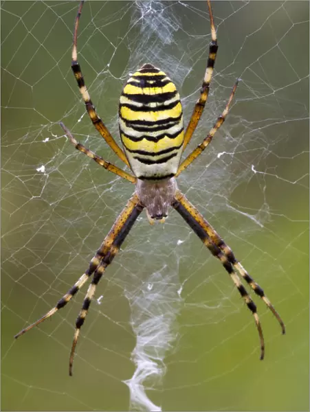 Orb-weaving Spider -Argiope bruennichi-, Burgenland, Austria