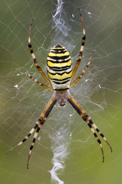 Orb-weaving Spider -Argiope bruennichi-, Burgenland, Austria
