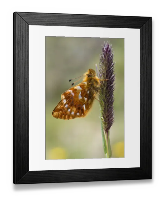 Framed Print : Shepherds Fritillary -Boloria pales-, Pitztal or Pitz Valley, Tyrol, Austria Framed Print : Shepherds Fritillary -Boloria pales-, Pitztal or Pitz Valley, Tyrol, Austria