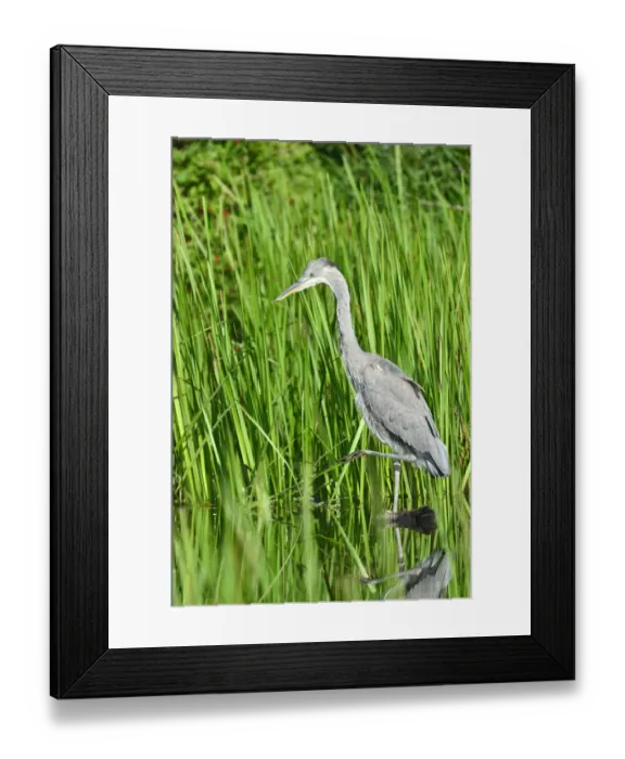 Framed Print : Grey Heron -Ardea cinerea-, juvenile, Tyrol, Austria Framed Print : Grey Heron -Ardea cinerea-, juvenile, Tyrol, Austria