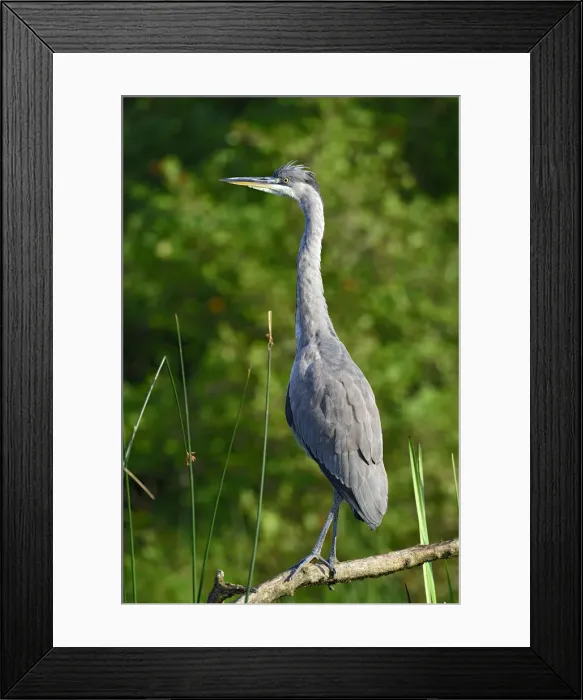 Framed Print : Grey Heron -Ardea cinerea-, juvenile, Tyrol, Austria Framed Print : Grey Heron -Ardea cinerea-, juvenile, Tyrol, Austria