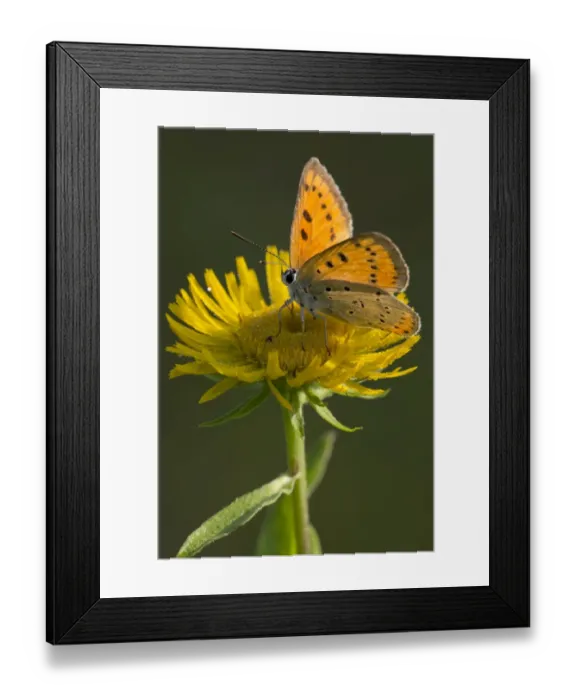 Framed Print : Large Copper -Lycaena dispar- on a British Yellowhead -Inula britannica-, Burgenland, Austria Framed Print : Large Copper -Lycaena dispar- on a British Yellowhead -Inula britannica-, Burgenland, Austria