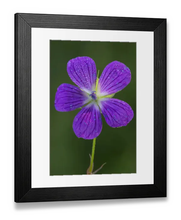 Framed Print : Wood Cranesbill -Geranium sylvaticum-, Tyrol, Austria Framed Print : Wood Cranesbill -Geranium sylvaticum-, Tyrol, Austria