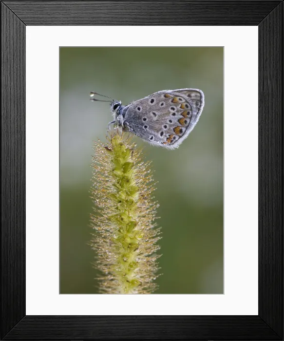 Framed Print : Common Blue -Polyommatus icarus-, Burgenland, Austria Framed Print : Common Blue -Polyommatus icarus-, Burgenland, Austria