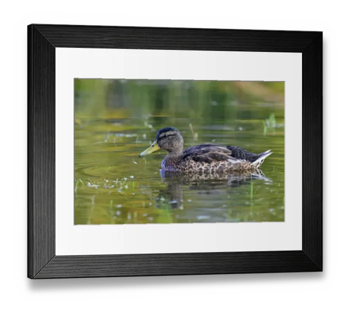 Framed Print : Mallard -Anas platyrhynchos-, female, Tyrol, Austria Framed Print : Mallard -Anas platyrhynchos-, female, Tyrol, Austria