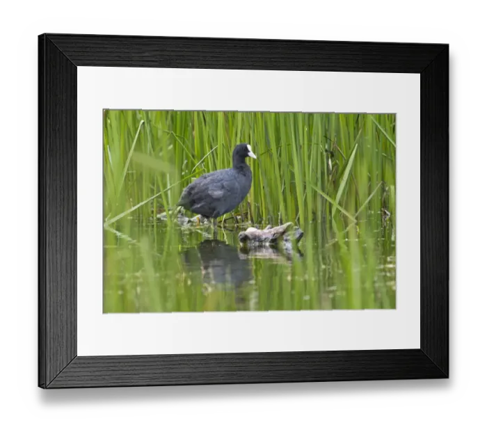 Framed Print : Coot or Eurasian Coot -Fulica atra-, Tyrol, Austria