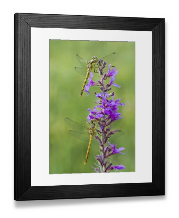 Framed Print : Common Darter -Sympetrum striolatum-, young, Burgenland, Austria