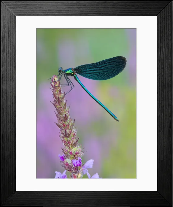 Framed Print : Beautiful Demoiselle -Calopteryx virgo-, Burgenland, Austria Framed Print : Beautiful Demoiselle -Calopteryx virgo-, Burgenland, Austria