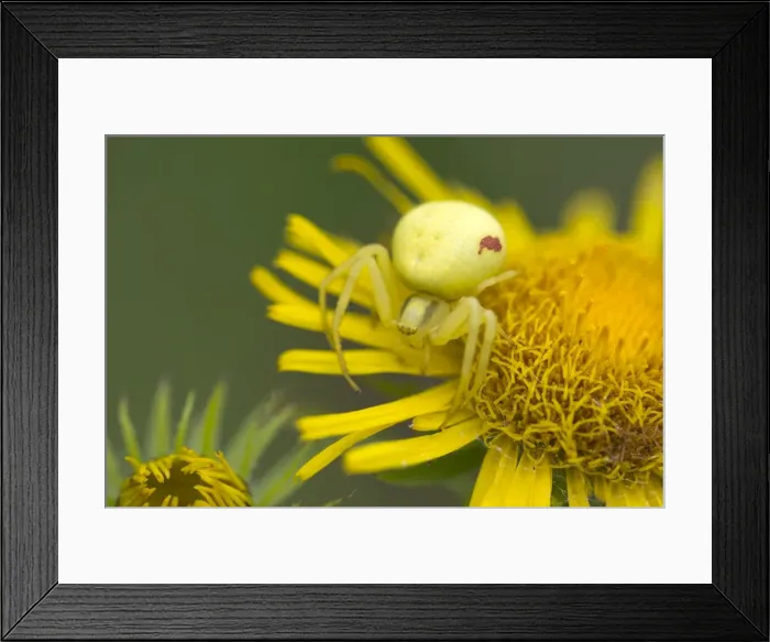 Framed Print : Goldenrod Crab Spider -Misumena vatia- on a British Yellowhead -Inula britannica-, Burgenland, Austria Framed Print : Goldenrod Crab Spider -Misumena vatia- on a British Yellowhead -Inula britannica-, Burgenland, Austria