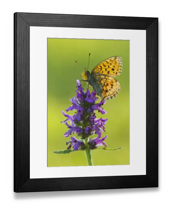 Framed Print : Lesser Marbled Fritillary -Brenthis ino-, Tyrol, Austria Framed Print : Lesser Marbled Fritillary -Brenthis ino-, Tyrol, Austria