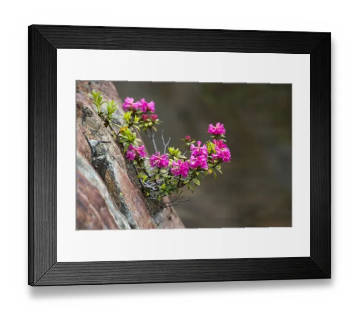 Framed Print : Rusty-leaved Alpenrose -Rhododendron ferrugineum-, Kaunertal valley, Tyrol, Austria Framed Print : Rusty-leaved Alpenrose -Rhododendron ferrugineum-, Kaunertal valley, Tyrol, Austria