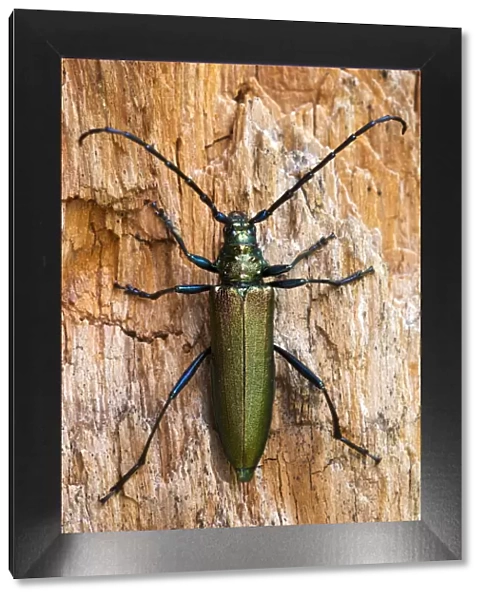 Musk Beetle -Aromia moschata-, Tyrol, Austria