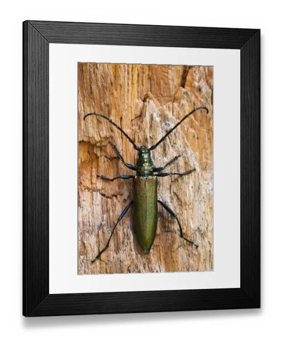 Framed Print : Musk Beetle -Aromia moschata-, Tyrol, Austria