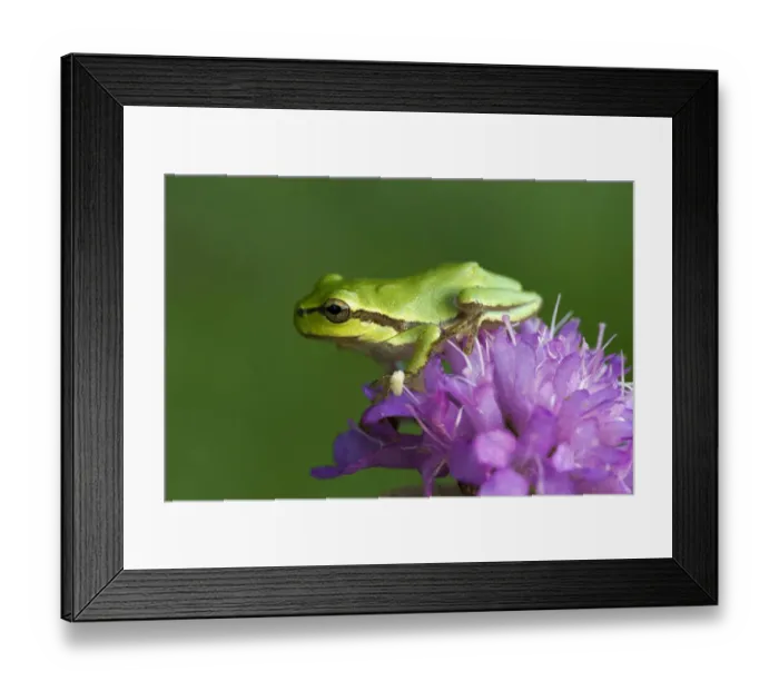 Framed Print : European Tree Frog or Treefrog -Hyla arborea-, young, Burgenland, Austria Framed Print : European Tree Frog or Treefrog -Hyla arborea-, young, Burgenland, Austria