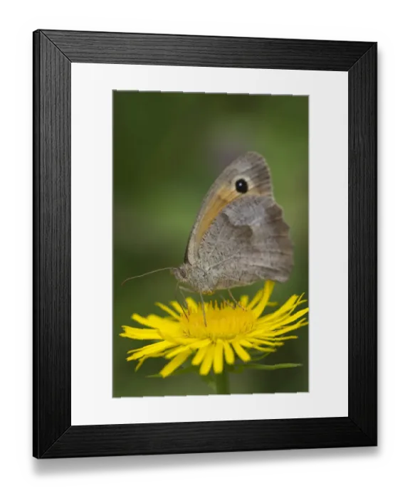 Framed Print : Meadow Brown -Maniola jurtina- on a British Yellowhead -Inula britannica-, Burgenland, Austria Framed Print : Meadow Brown -Maniola jurtina- on a British Yellowhead -Inula britannica-, Burgenland, Austria