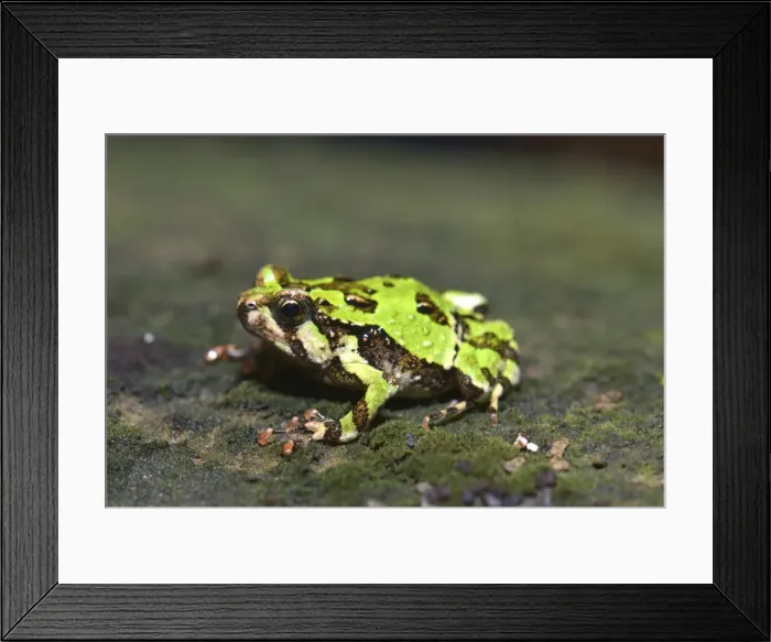 Framed Print : Green Burrowing Frog -Scaphiophyrne marmorata-, Analamazaotra, Ost-Madagaskar, Madagascar Framed Print : Green Burrowing Frog -Scaphiophyrne marmorata-, Analamazaotra, Ost-Madagaskar, Madagascar