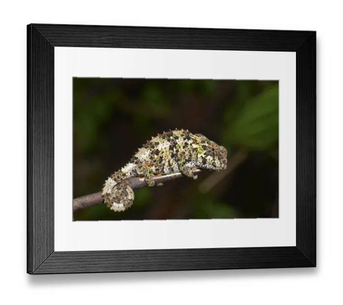 Framed Print : Short-horned Chameleon -Calumma brevicorne-, Andasibe National Park, Ost-Madagaskar, Madagascar Framed Print : Short-horned Chameleon -Calumma brevicorne-, Andasibe National Park, Ost-Madagaskar, Madagascar