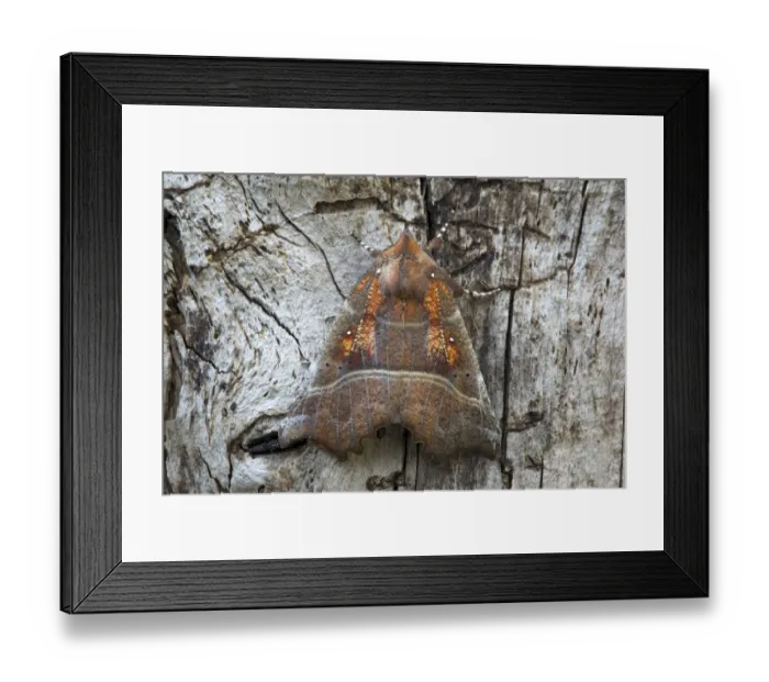 Framed Print : The Herald -Scoliopteryx libatrix-, Tyrol, Austria Framed Print : The Herald -Scoliopteryx libatrix-, Tyrol, Austria