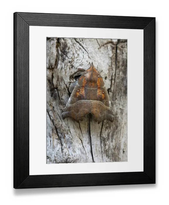 Framed Print : The Herald -Scoliopteryx libatrix-, Tyrol, Austria Framed Print : The Herald -Scoliopteryx libatrix-, Tyrol, Austria