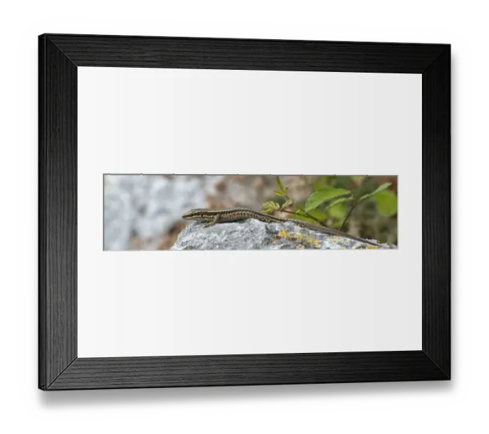 Framed Print : Horvaths Rock Lizard -Iberolacerta horvathi-, Udine province, Italy Framed Print : Horvaths Rock Lizard -Iberolacerta horvathi-, Udine province, Italy