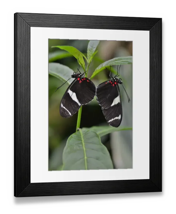 Framed Print : Wallaces Longwing -Heliconius wallacei-, native to Ecuador, butterfly house, Forgaria nel Friuli, Udine province, Italy Framed Print : Wallaces Longwing -Heliconius wallacei-, native to Ecuador, butterfly house, Forgaria nel Friuli, Udine province, Italy