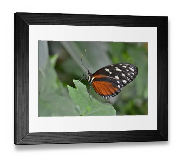 Framed Print : Five-spotted Longwing -Heliconius hecalesia-, native to Colombia, butterfly house, Forgaria nel Friuli, Udine province, Italy Framed Print : Five-spotted Longwing -Heliconius hecalesia-, native to Colombia, butterfly house, Forgaria nel Friuli, Udine province, Italy