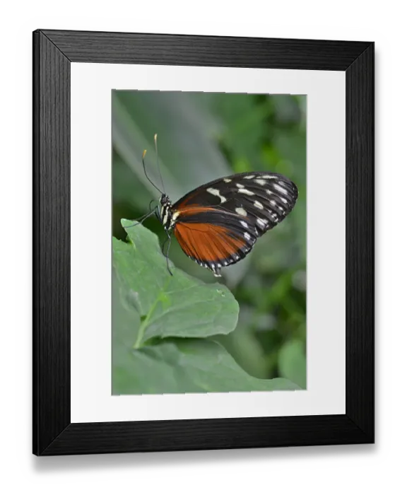Framed Print : Five-spotted Longwing -Heliconius hecalesia-, native to Colombia, butterfly house, Forgaria nel Friuli, Udine province, Italy Framed Print : Five-spotted Longwing -Heliconius hecalesia-, native to Colombia, butterfly house, Forgaria nel Friuli, Udine province, Italy