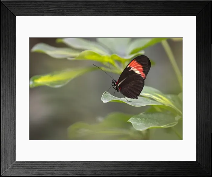 Framed Print : Postman Butterfly -Heliconius melpomene-, native to Brazil, butterfly house, Forgaria nel Friuli, Udine province, Italy Framed Print : Postman Butterfly -Heliconius melpomene-, native to Brazil, butterfly house, Forgaria nel Friuli, Udine province, Italy