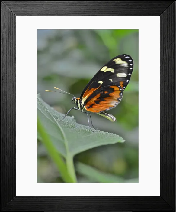 Framed Print : Red Postman -Heliconius erato-, native to Brazil, butterfly house, Forgaria nel Friuli, Udine province, Italy