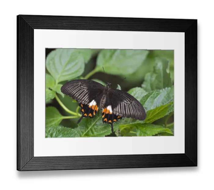 Framed Print : Great Mormon -Papilio memnon-, native to Indonesia, butterfly house, Forgaria nel Friuli, Udine province, Italy