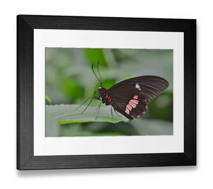 Framed Print : Lysander Cattleheart -Parides lysander-, native to Guiana, butterfly house, Forgaria nel Friuli, Udine province, Italy Framed Print : Lysander Cattleheart -Parides lysander-, native to Guiana, butterfly house, Forgaria nel Friuli, Udine province, Italy