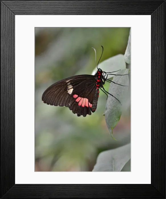 Framed Print : Lysander Cattleheart -Parides lysander-, native to Guiana, butterfly house, Forgaria nel Friuli, Udine province, Italy Framed Print : Lysander Cattleheart -Parides lysander-, native to Guiana, butterfly house, Forgaria nel Friuli, Udine province, Italy