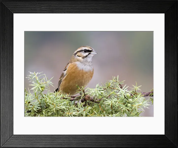 Framed Print : Rock Bunting -Emberiza cia-, Tyrol, Austria Framed Print : Rock Bunting -Emberiza cia-, Tyrol, Austria