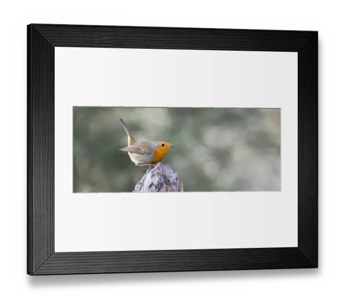 Framed Print : Robin -Erithacus rubecula-, Tyrol, Austria Framed Print : Robin -Erithacus rubecula-, Tyrol, Austria
