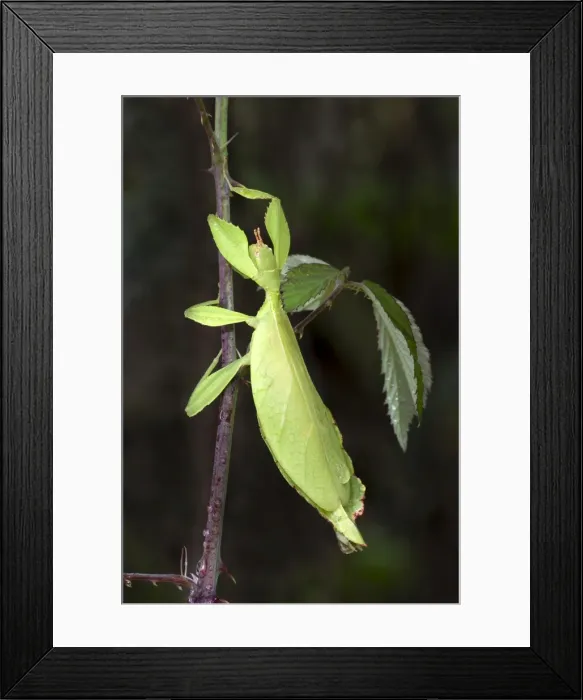 Framed Print : Leaf Insect or Walking Leaf -Phyllium sp. -, butterfly house, Forgaria nel Friuli, Udine province, Italy Framed Print : Leaf Insect or Walking Leaf -Phyllium sp. -, butterfly house, Forgaria nel Friuli, Udine province, Italy