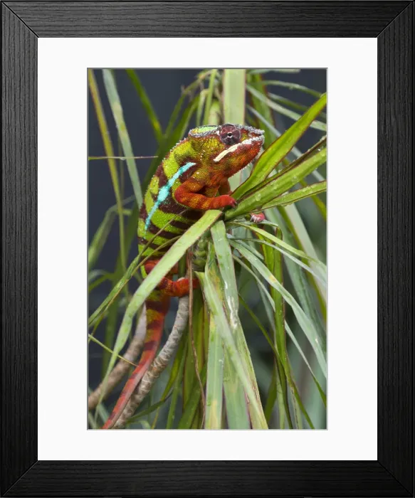 Framed Print : Panther Chameleon -Furcifer pardalis-, butterfly house, Forgaria nel Friuli, Udine province, Italy Framed Print : Panther Chameleon -Furcifer pardalis-, butterfly house, Forgaria nel Friuli, Udine province, Italy