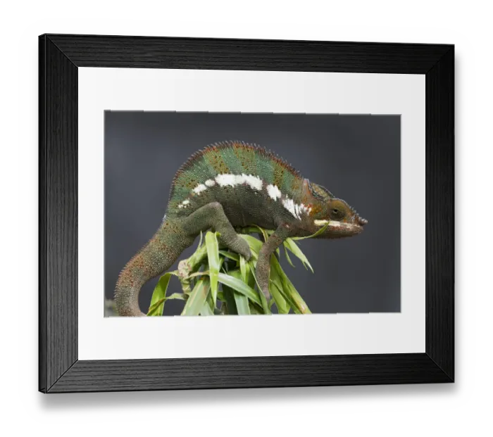 Framed Print : Panther Chameleon -Furcifer pardalis-, butterfly house, Forgaria nel Friuli, Udine province, Italy Framed Print : Panther Chameleon -Furcifer pardalis-, butterfly house, Forgaria nel Friuli, Udine province, Italy