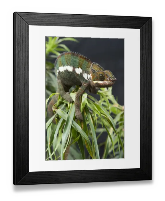 Framed Print : Panther Chameleon -Furcifer pardalis-, butterfly house, Forgaria nel Friuli, Udine province, Italy