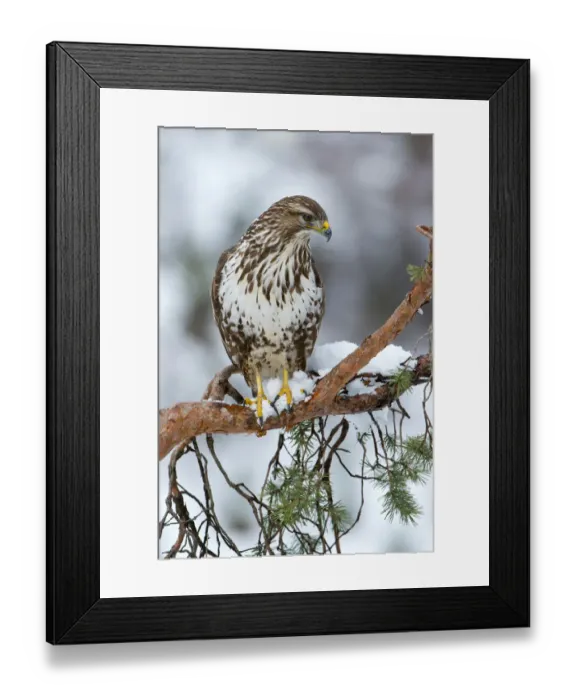Framed Print : Common Buzzard -Buteo buteo-, Tyrol, Austria Framed Print : Common Buzzard -Buteo buteo-, Tyrol, Austria