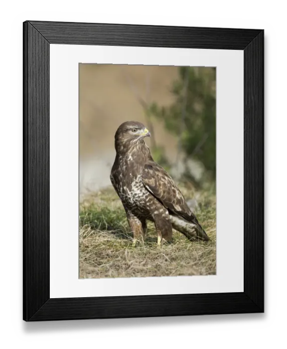 Framed Print : Common Buzzard -Buteo buteo-, Tyrol, Austria Framed Print : Common Buzzard -Buteo buteo-, Tyrol, Austria