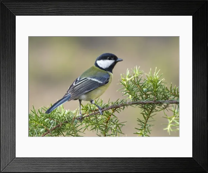 Framed Print : Great Tit -Parus major-, Tyrol, Austria Framed Print : Great Tit -Parus major-, Tyrol, Austria