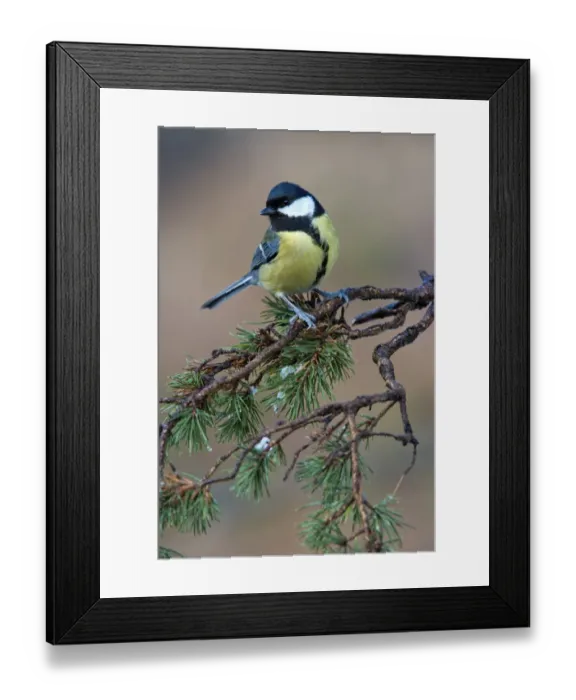 Framed Print : Great Tit -Parus major-, Tyrol, Austria Framed Print : Great Tit -Parus major-, Tyrol, Austria