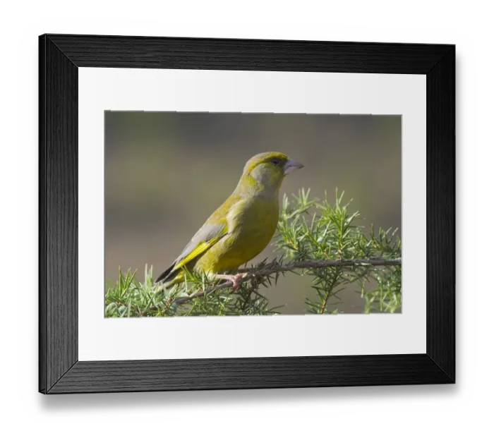 Framed Print : Greenfinch -Chloris chloris-, Tyrol, Austria Framed Print : Greenfinch -Chloris chloris-, Tyrol, Austria