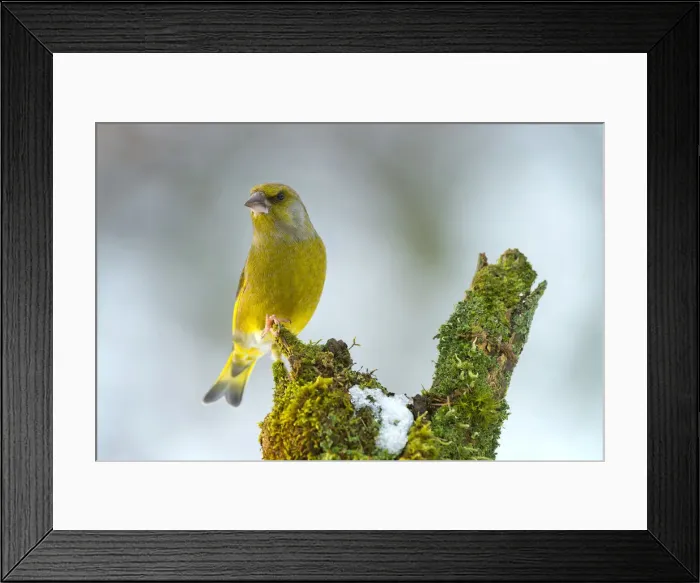 Framed Print : Greenfinch -Chloris chloris-, Tyrol, Austria Framed Print : Greenfinch -Chloris chloris-, Tyrol, Austria