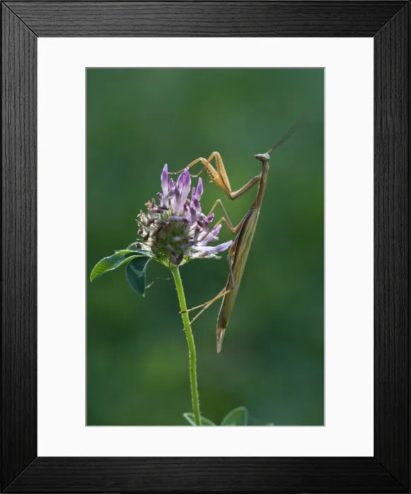 Framed Print : Praying Mantis -Mantis religiosa-, Italy Framed Print : Praying Mantis -Mantis religiosa-, Italy