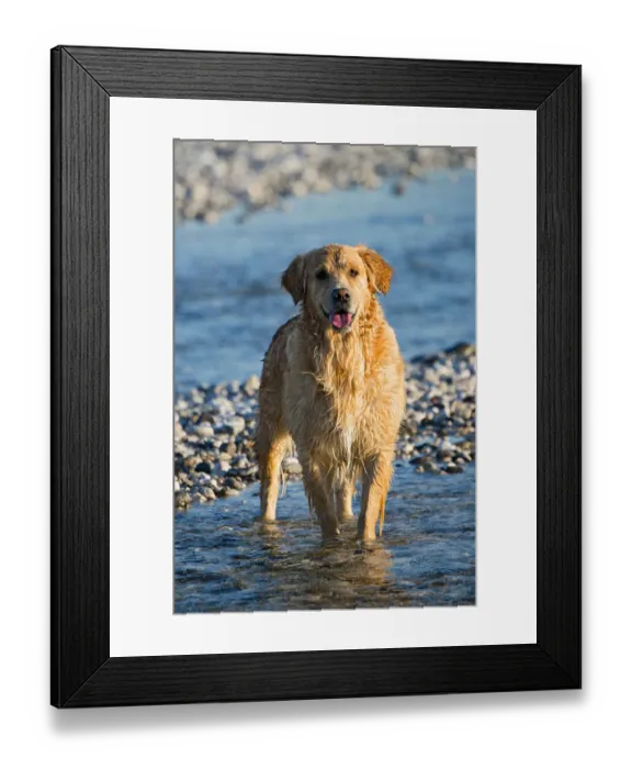 Framed Print : Golden Retriever, Tagliamento braided river, Forgaria nel Friuli, Udine province, Italy