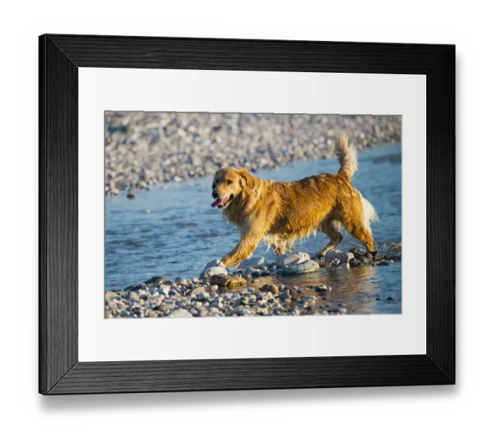 Framed Print : Golden Retriever, Tagliamento braided river, Forgaria nel Friuli, Udine province, Italy Framed Print : Golden Retriever, Tagliamento braided river, Forgaria nel Friuli, Udine province, Italy