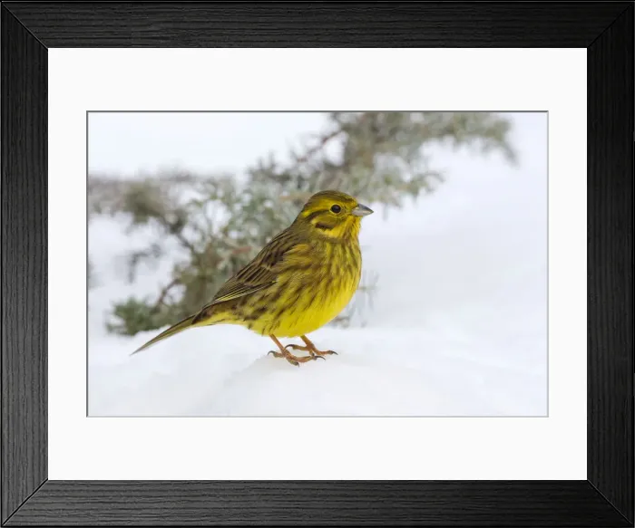 Framed Print : Yellowhammer or Eastern Yellow Bunting -Emberiza citrinella-, Tyrol, Austria Framed Print : Yellowhammer or Eastern Yellow Bunting -Emberiza citrinella-, Tyrol, Austria