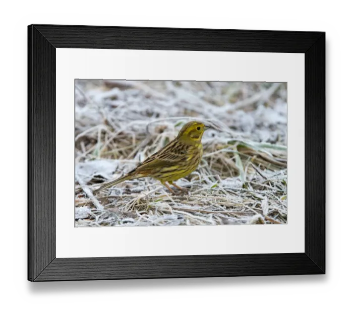 Framed Print : Yellowhammer or Eastern Yellow Bunting -Emberiza citrinella-, Tyrol, Austria Framed Print : Yellowhammer or Eastern Yellow Bunting -Emberiza citrinella-, Tyrol, Austria